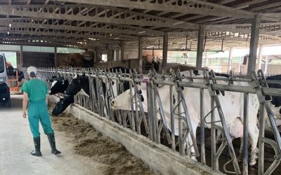 Avances en el proyecto QLUNICO: hibridación entre la tecnología avanzada y la agricultura/ganadería de precisión en el ámbito del sector lácteo